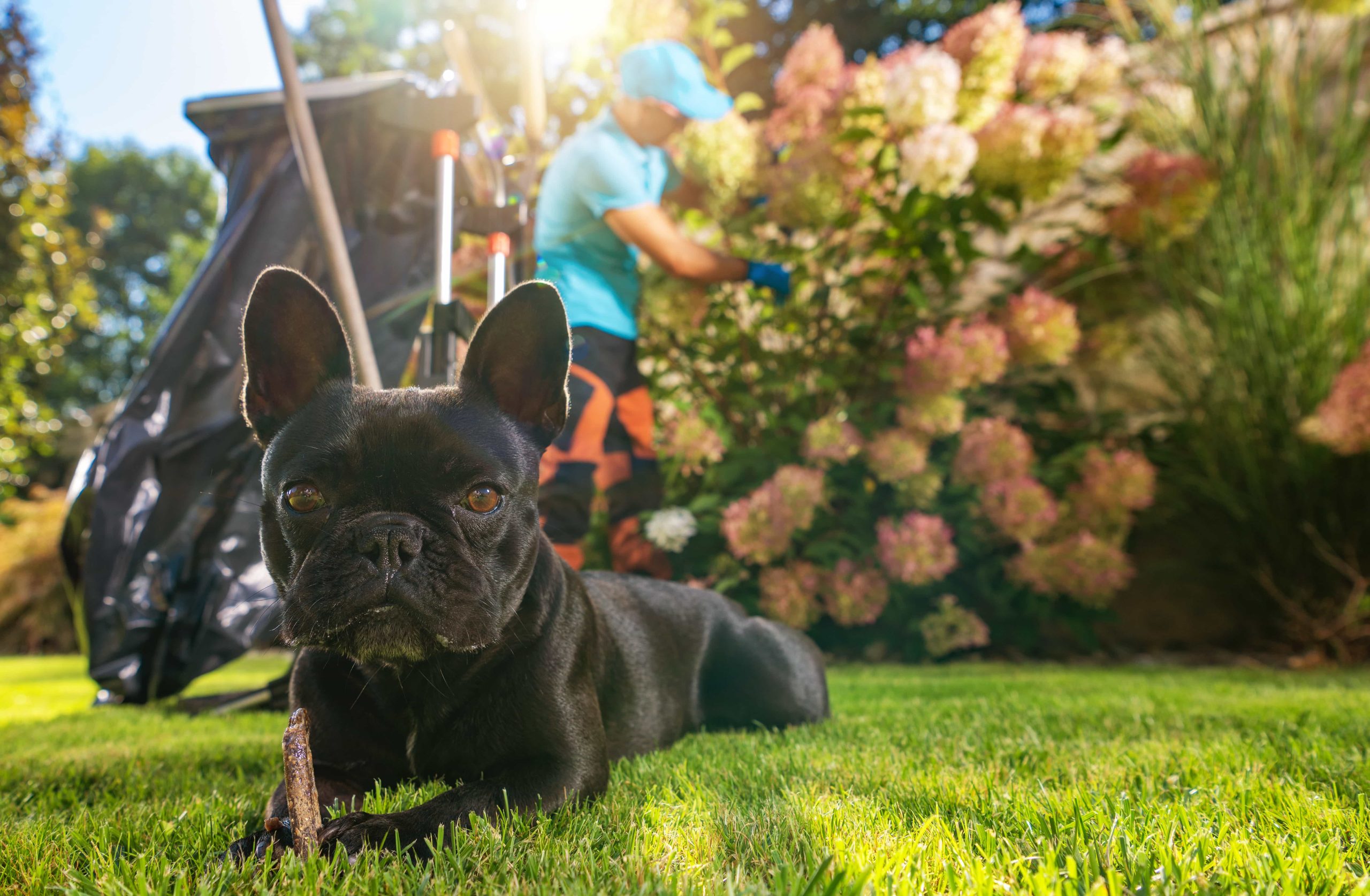 Yard-Pet-Cleanup-In-Crowley-Texas-Crowleyyardcleanup